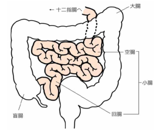 腸の解説図