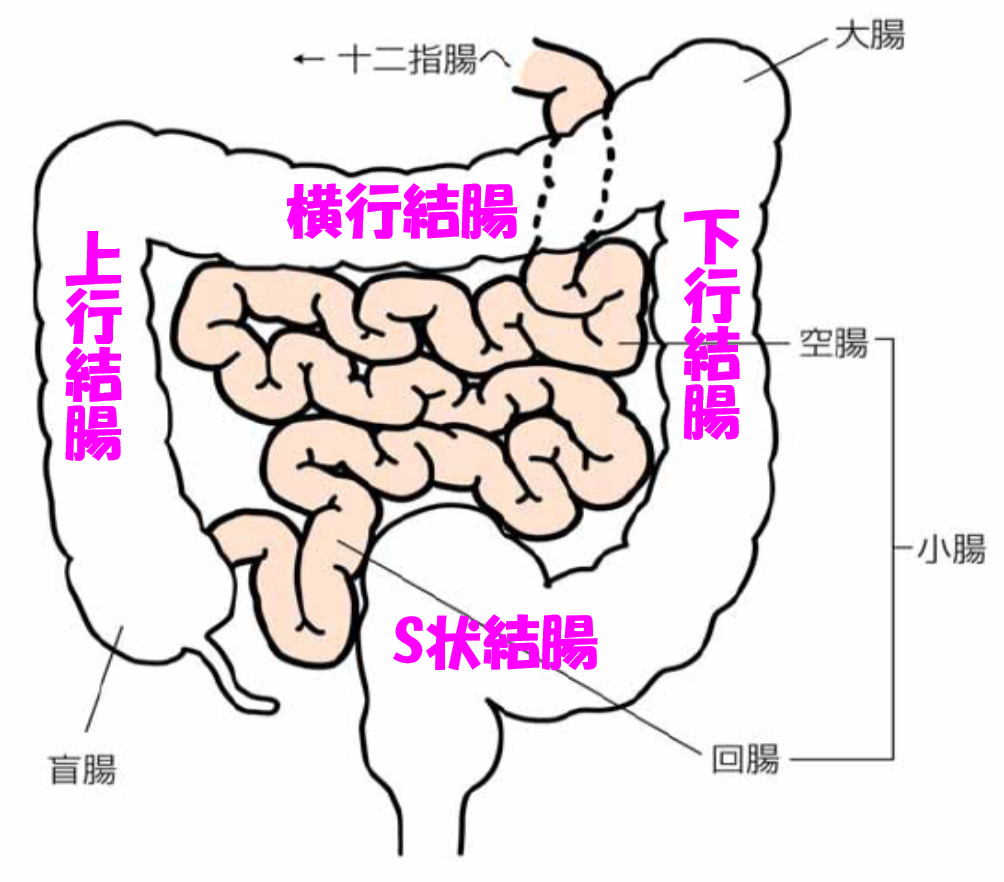 下がり腸とは？ 腸内洗浄「女性ライフクリニック銀座」（東京の病院）